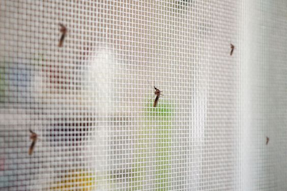 Insektenschutz