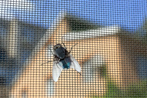 Fliegengitter